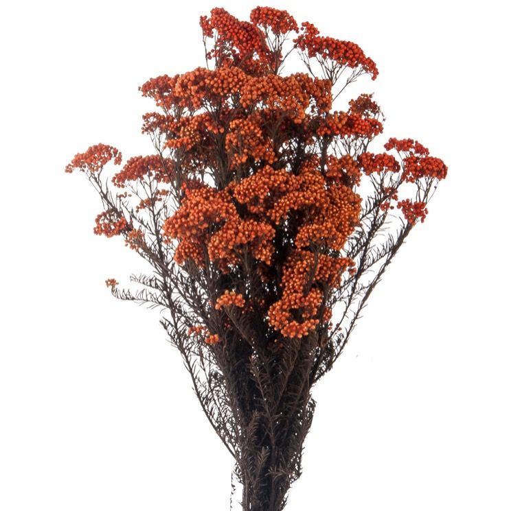 Helichrysum