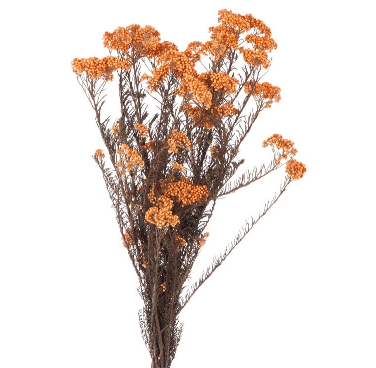 Helichrysum