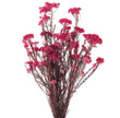 Helichrysum