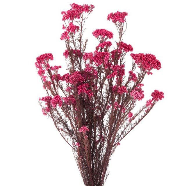 Helichrysum