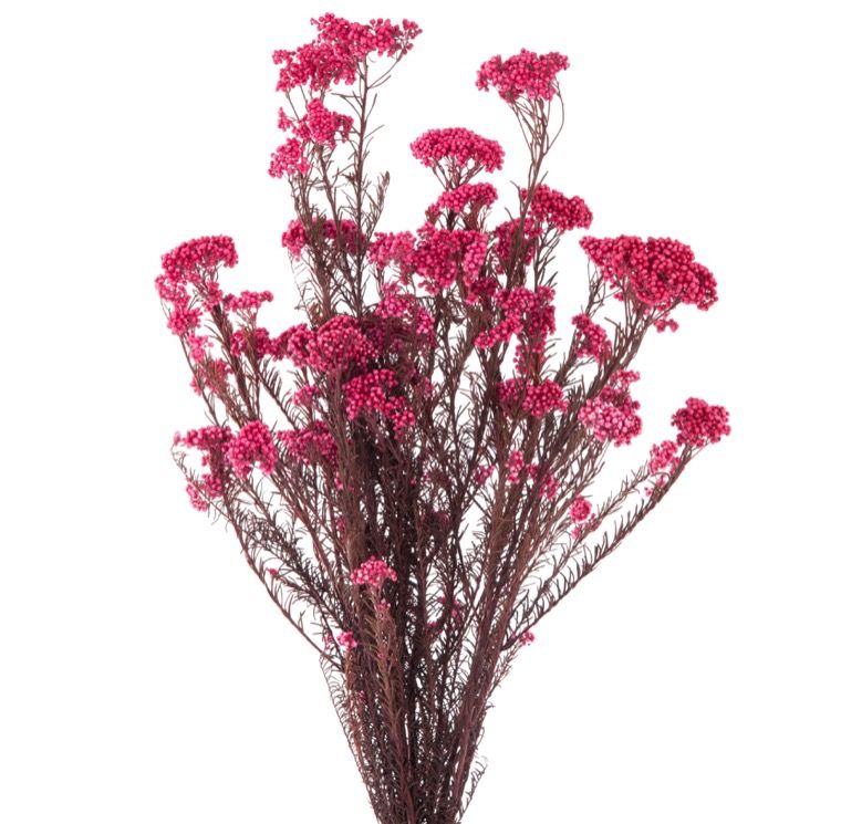 Helichrysum