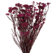 Helichrysum