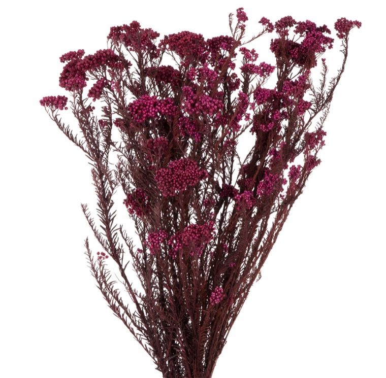 Helichrysum