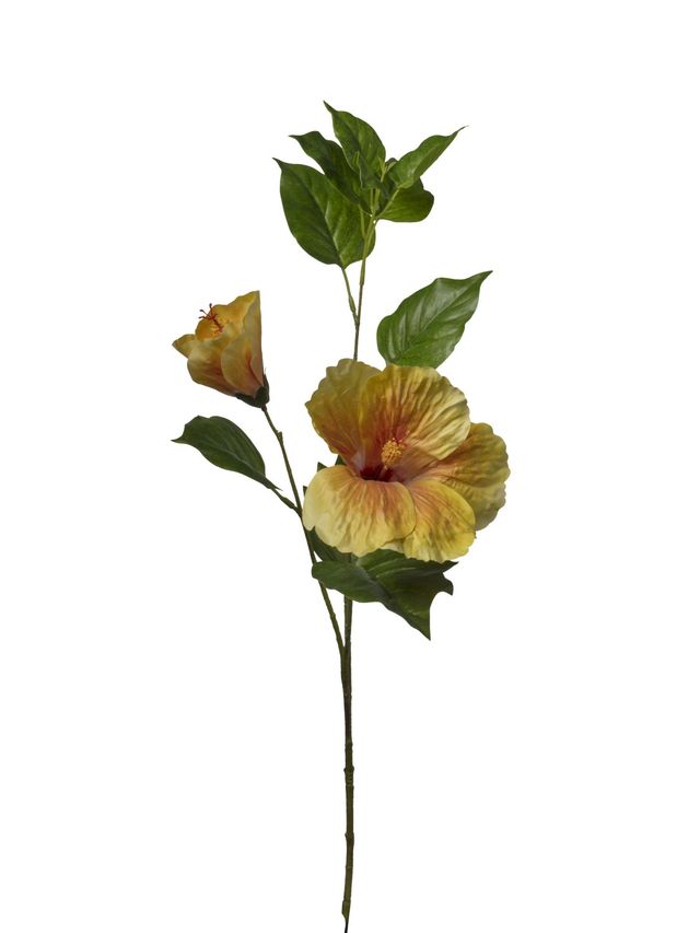 Hibiscus