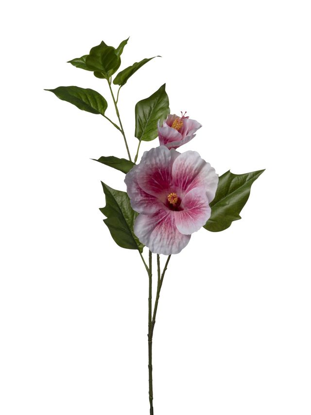 Hibiscus