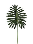 Philodendron
