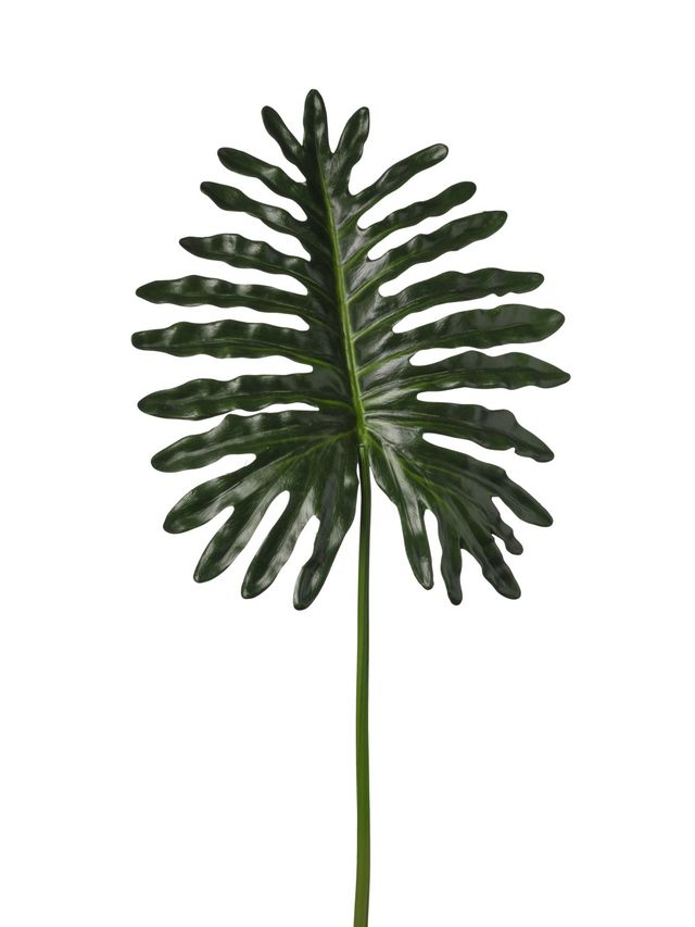 Philodendron