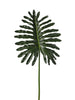 Philodendron