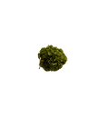 Hortansia
