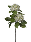 Hortansia sur branche