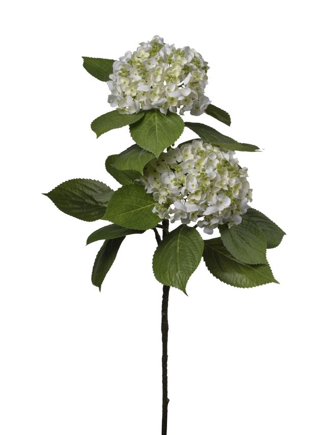 Hortansia sur branche