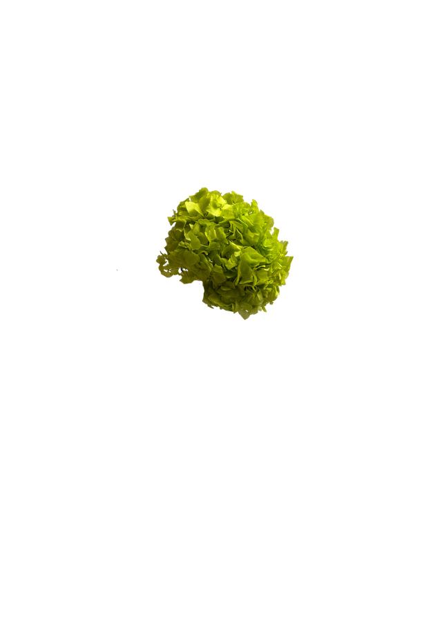 Hortansia
