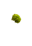Hortansia