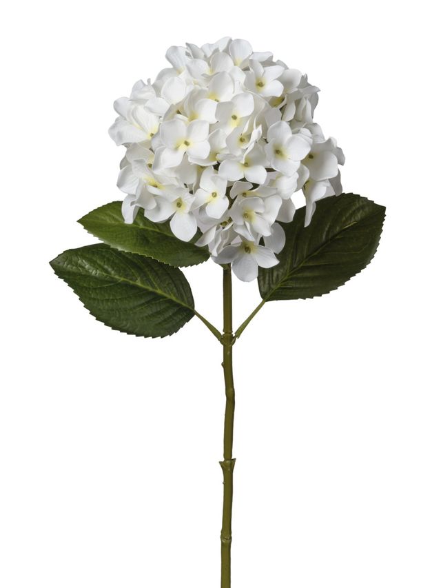 Hortensia