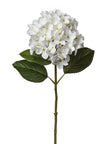 Hortensia