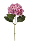 Hortensia