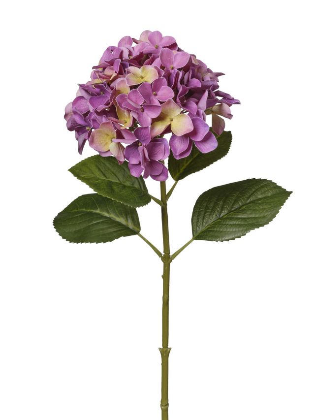 Hortensia
