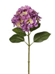 Hortensia