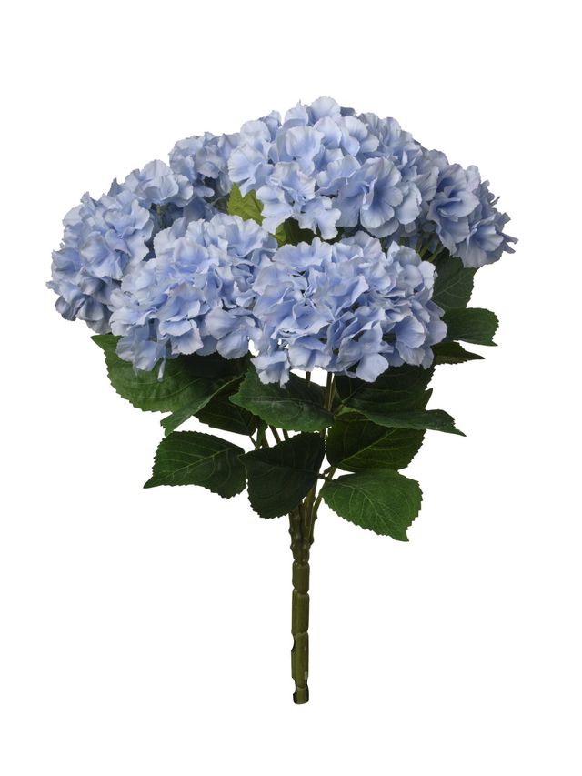Hortensia sur tige