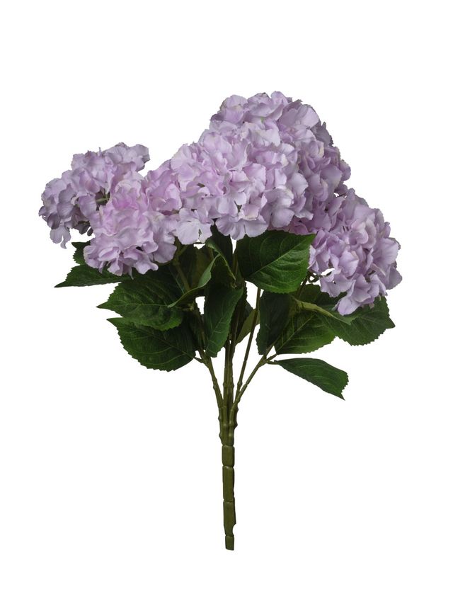 Hortensia sur tige