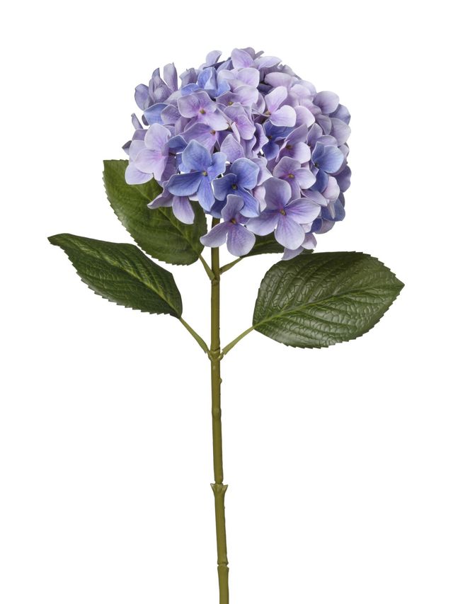 Hortensia