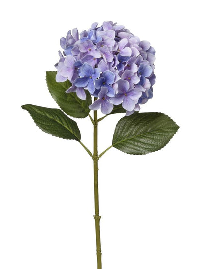 Hortensia