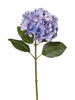 Hortensia