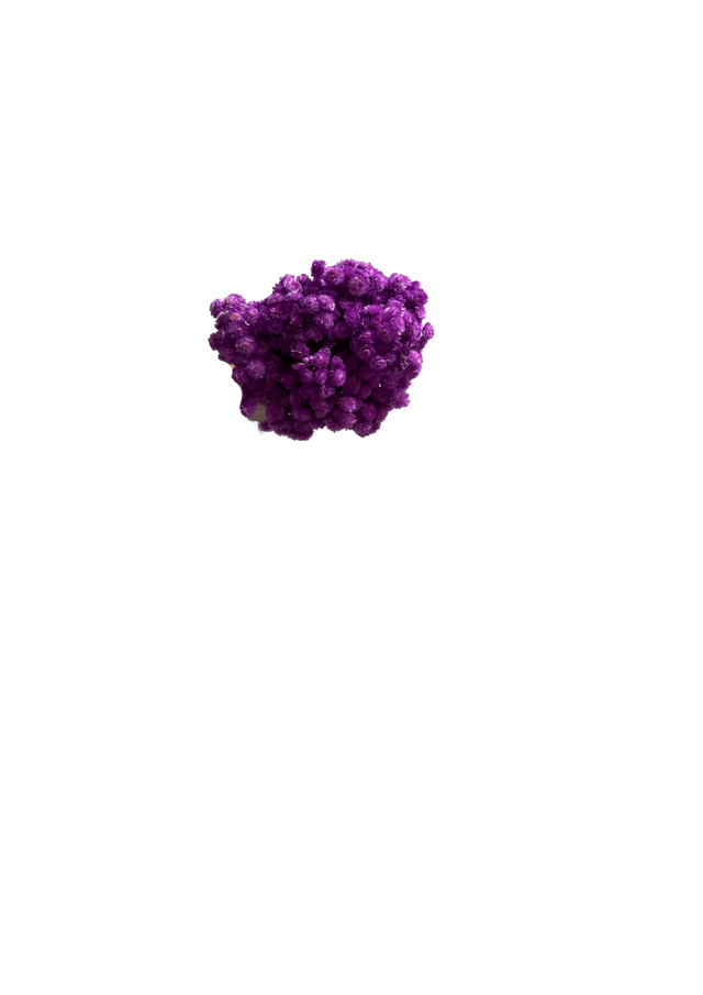 Immortelle