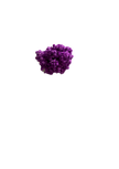 Immortelle