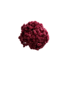 Immortelle