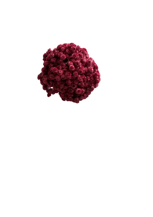 Immortelle