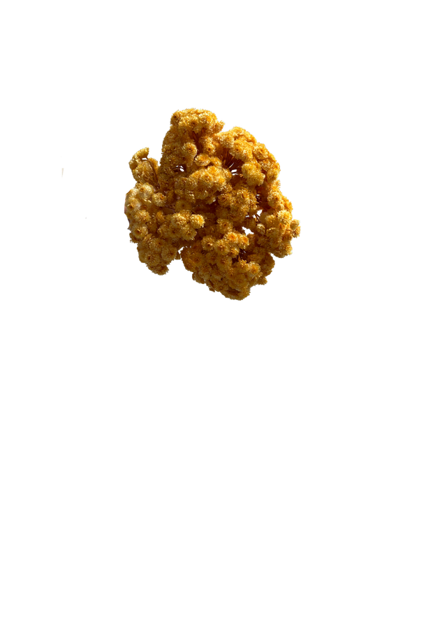 Immortelle