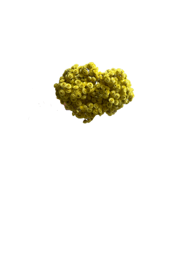 Immortelle