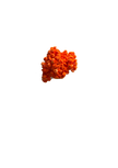 Immortelle