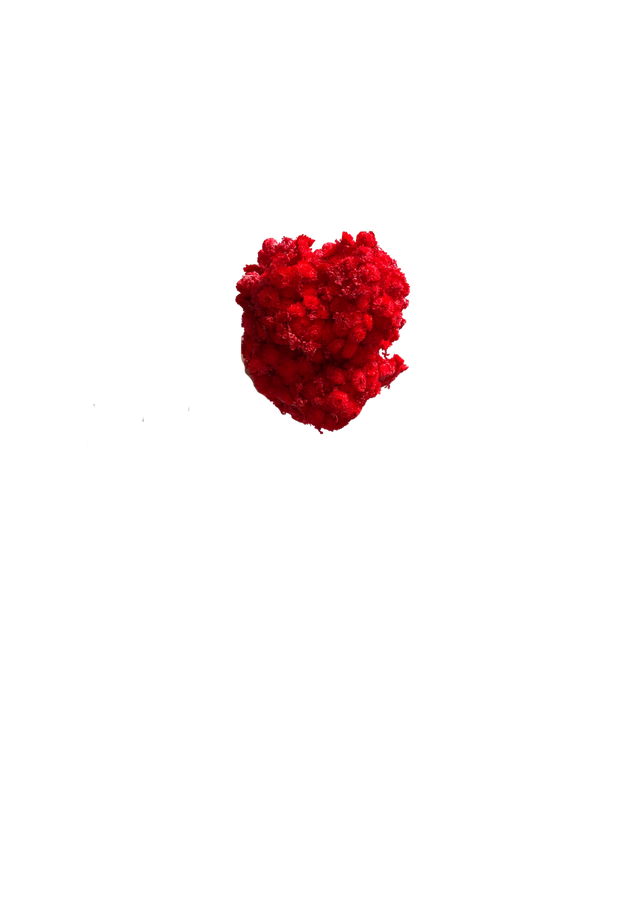 Immortelle
