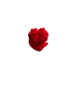 Immortelle