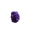 Immortelle