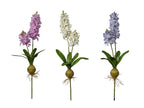 Jacinthe