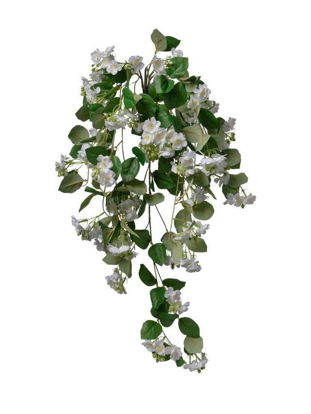 Jasmin