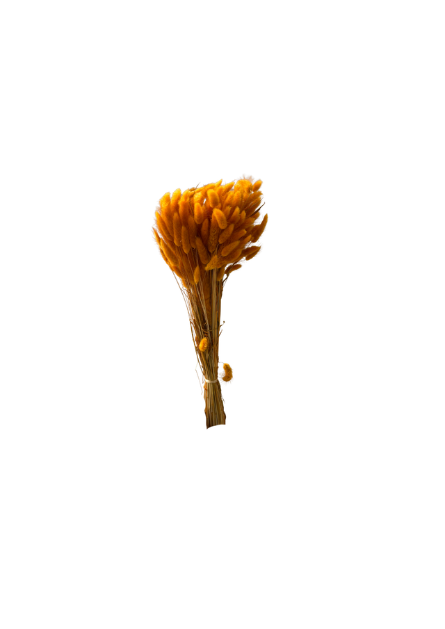 Lagurus