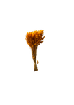 Lagurus
