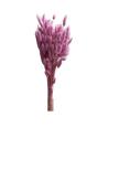 Lagurus