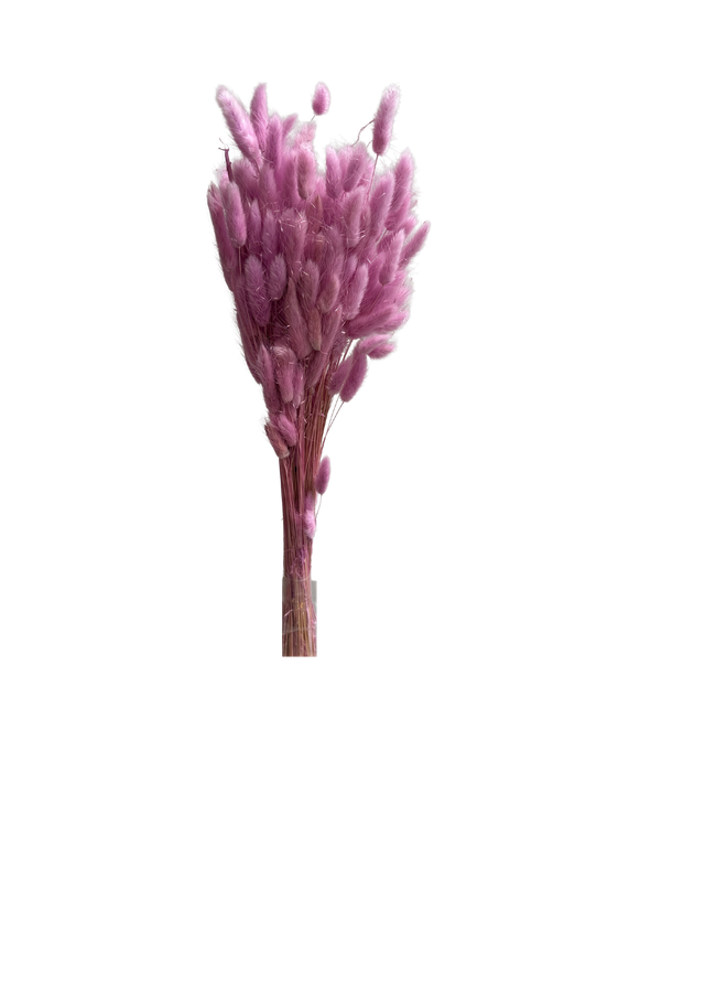 Lagurus