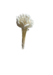 Lagurus