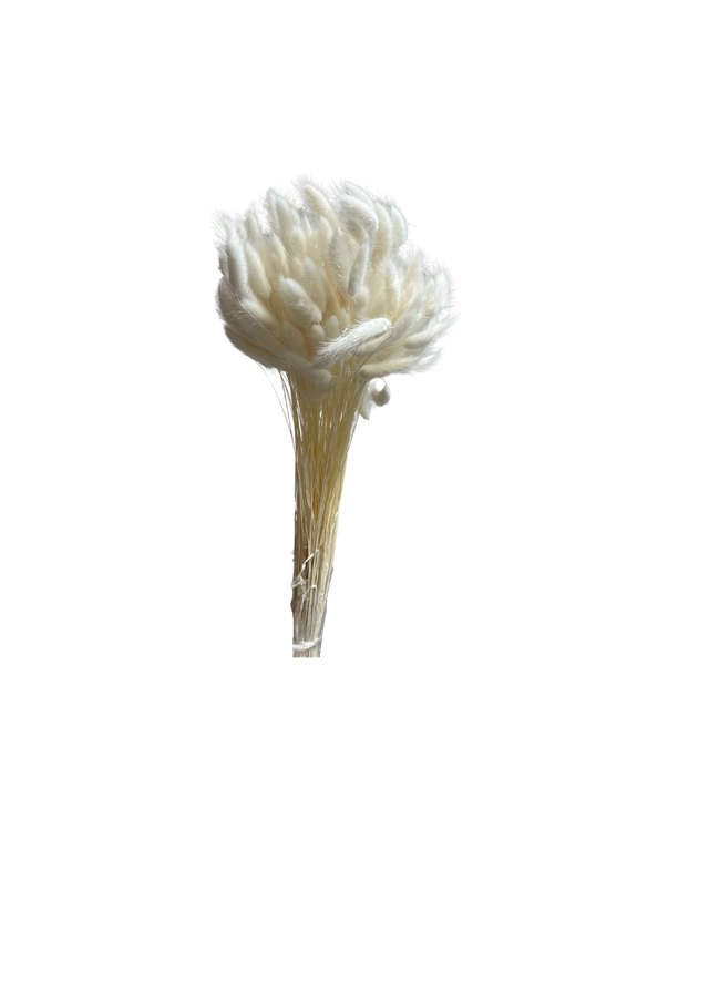 Lagurus
