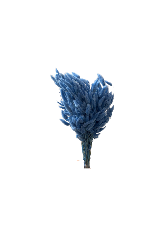 Lagurus