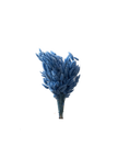 Lagurus