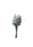 Lagurus