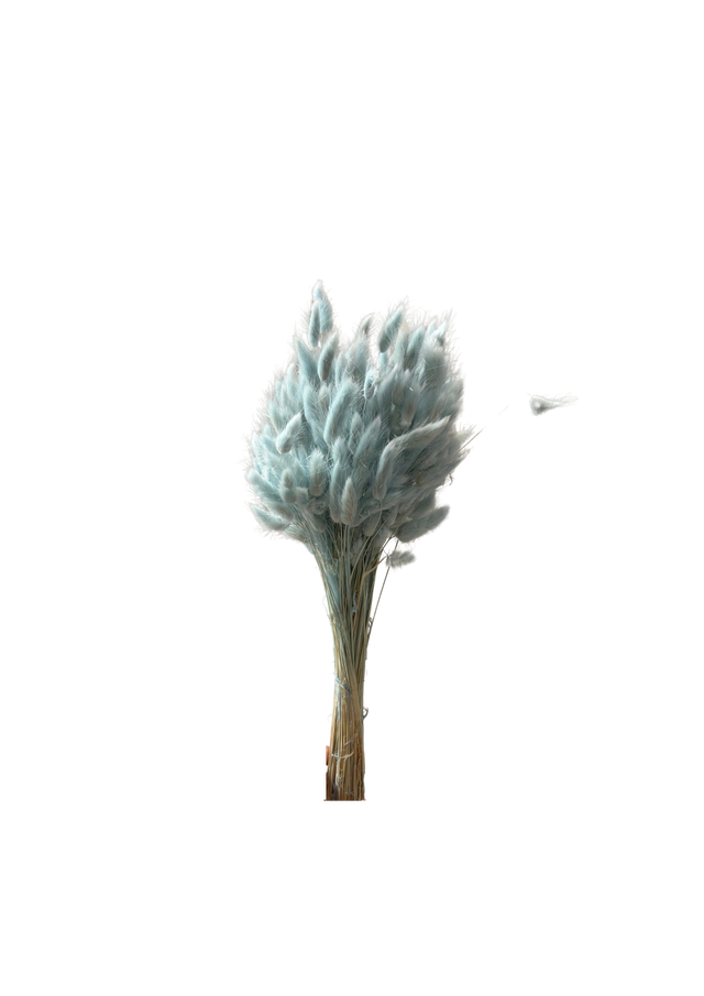 Lagurus