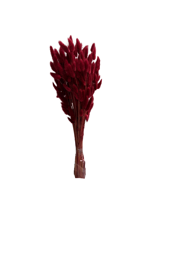 Lagurus